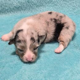 GINGER fluffy tail docked - Blue merle and white female American Corgi puppy in Walker, Iowa from Double K Corgis