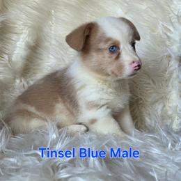 Blue Male - Blue male Pembroke Welsh Corgi puppy in Wayne City, Illinois from Lash Livestock & Corgis