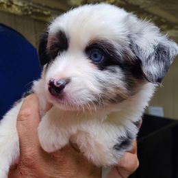 Miniature Australian Shepherd and Toy Australian Shepherd Puppies from Beasley Acres Aussies
