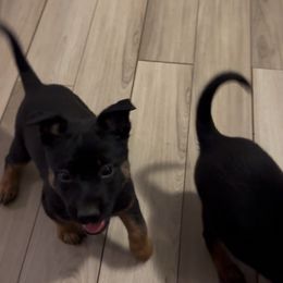 Belgian Malinois and Dutch Shepherd Puppies from Vuurhart Herders