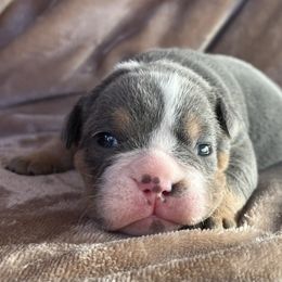 Blue Tri Male 1 - Blue tri-color male Bulldog puppy in Hartshorne, Oklahoma from Jena Edmond