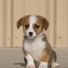 Lauren - Fawn female Pembroke Welsh Corgi puppy in Gober, Texas from Trigger Time Kennels