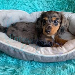 Dachshund Puppies from ForeversEdge Doxies