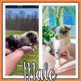 Border Collie and Miniature Australian Shepherd Puppies from Ross Vegas Kennels