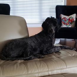 Jazzy - Goldendoodle