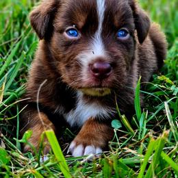 Captian America - Red tri-color male Australian Shepherd puppy in Silex, Missouri from Small Town Australian Shepherds