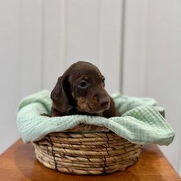 Loki AKC - Chocolate and tan male Dachshund puppy in Orlando, Florida from Metro Doxies of Orlando