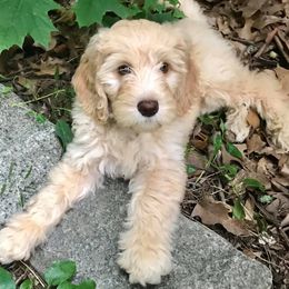Goldendoodle Puppies from MaDoodles