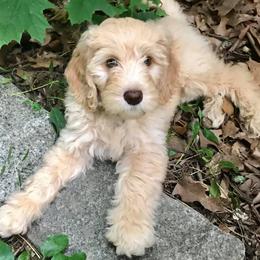 Goldendoodle Puppies from MaDoodles