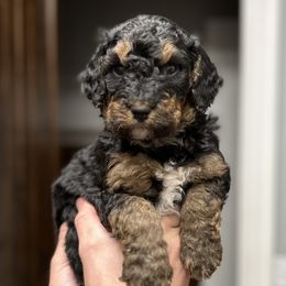 Girl 2 - Tri-color Bernedoodle puppy in Yatesville, Georgia from High Hopes Doodles