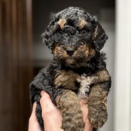 Girl 2 - Tri-color Bernedoodle puppy in Yatesville, Georgia from High Hopes Doodles
