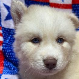 AKC Nutmeg - White male Siberian Husky puppy in Centreville, Maryland from Huskies By the Bay
