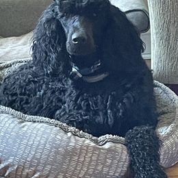Goldendoodles and Poodles from Top of the Hill Doodles