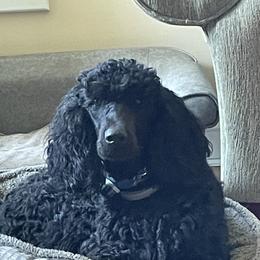 Goldendoodles and Poodles from Top of the Hill Doodles