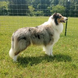 Jenna - Collie