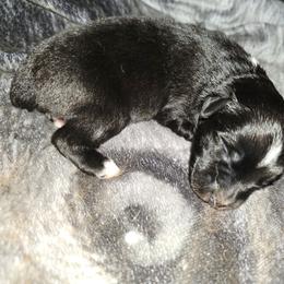 Birch - Black & white male Miniature Australian Shepherd puppy in Arlington, Texas from CopperHead Aussies
