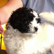 Lowchen Puppies from Dragonne Lowchen
