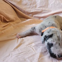 Cane Corso and Great Dane Puppies from RC RANCH GREAT DANES
