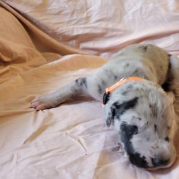 Cane Corso and Great Dane Puppies from RC RANCH GREAT DANES