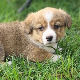 Boy 3 - Sable and white male American Corgi puppy in Portland, North Dakota from Sliding stop corgis