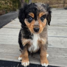 Rocker - Blue merle male Miniature Australian Shepherd puppy in Paris, Texas from Blue Envy Mini Aussies