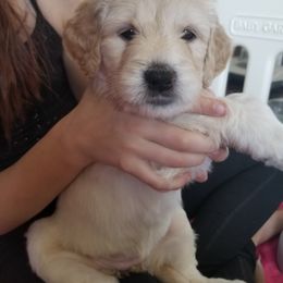 Goldendoodle Puppies from Masondixondoodles