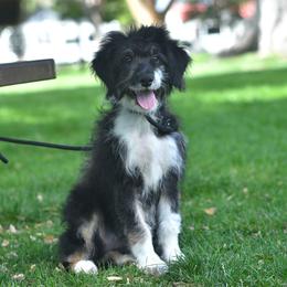 Sierra - Black tri-color female Aussiedoodle puppy in Delta, Colorado from PTK Ranch