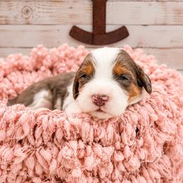 Monica - Merle female Bernedoodle puppy in Hudson, Indiana from TurkeyCreek-K9