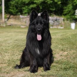 Charlie - German Shepherd