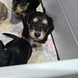 Black and cream male - Black and cream male Dachshund puppy in Fulton, Missouri from New Hope Dachshund Puppies