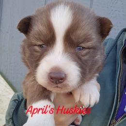 Boy 2 - Red and white male Siberian Husky puppy in Terre Haute, Indiana from April's Huskies