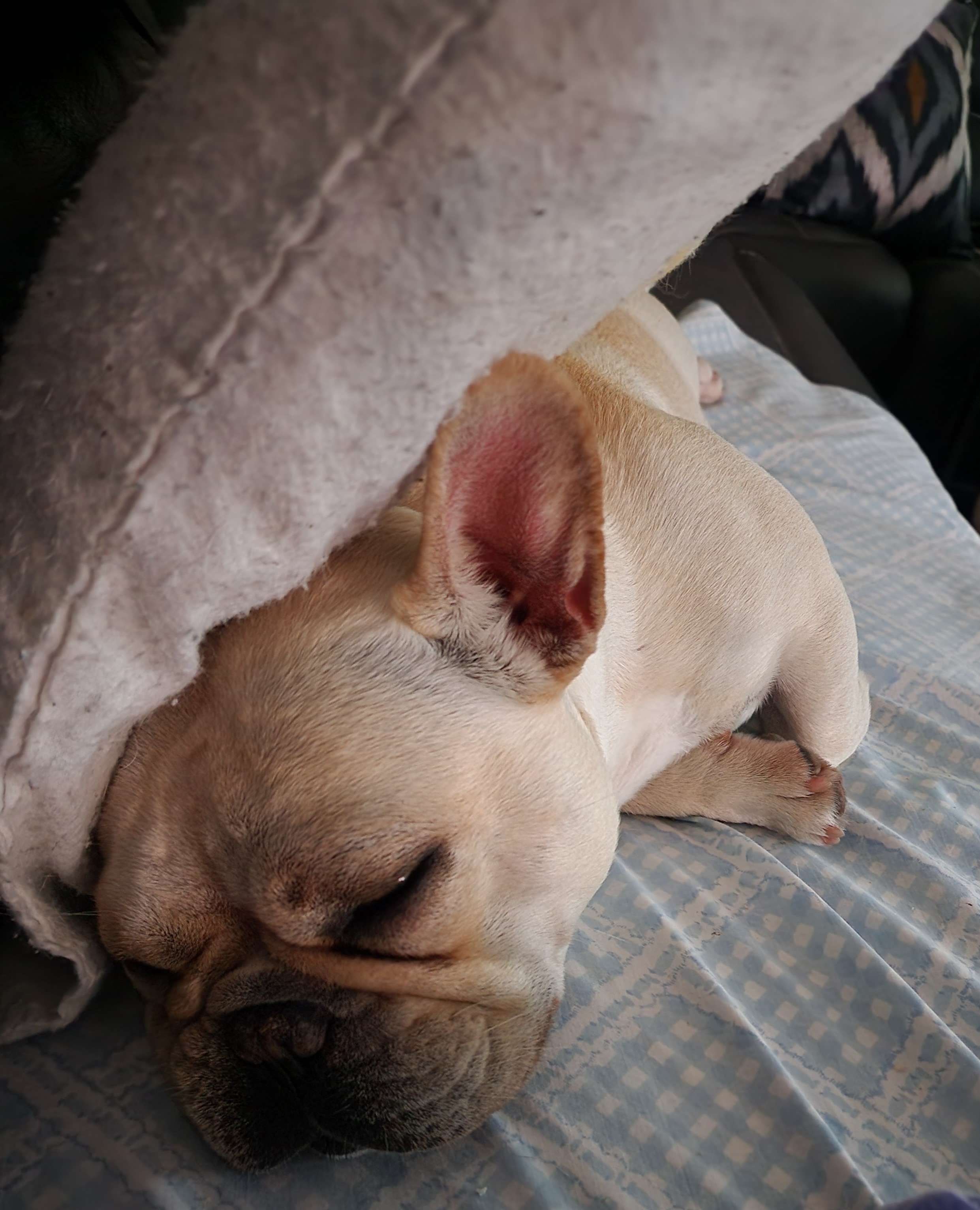 French Bulldog All Grown Up from TOP Bred Frenchies by Jill