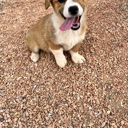 Pembroke Welsh Corgi Puppies from Osorio’s Corgis