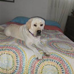 Katie - Labrador Retriever