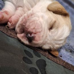 Fiona - Lemon and white female Basset Hound puppy in Mack's Creek, Missouri from Mack's Creek Basset Hounds