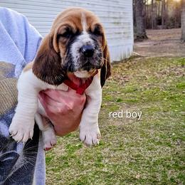 Red Boy - Red and white male Basset Hound puppy in Converse, Louisiana from Walkers Catuna Bassett Hounds