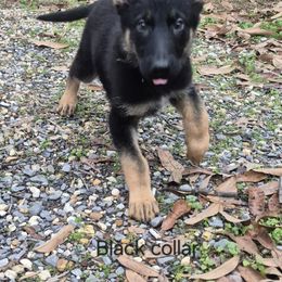 Noah - Black and tan male German Shepherd puppy in Murray, Kentucky from Froschwald German Shepherds and Xanadu Teddy Roosevelt Terriers