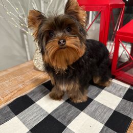 Yukon - Yorkshire Terrier