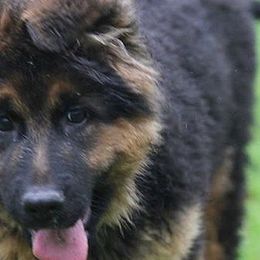 German Shepherd Puppies from Westhaus K9