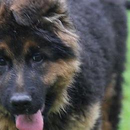 German Shepherd Puppies from Westhaus K9