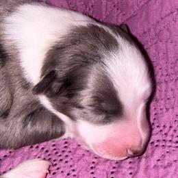 Zapps - Blue merle male Australian Shepherd puppy in Laurel, Mississippi from Reeves Australian Shepherds