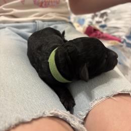 Green Collar Boy - Black male Poodle puppy in Grandview, Tennessee from FurEver Poodles
