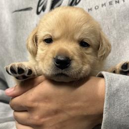 Girl number 1 - Yellow female Labrador Retriever puppy in Bethlehem, Pennsylvania from Reilly Lane Labradors LLC