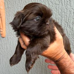 Boy 1 - Chocolate male Shih Tzu puppy in Ocala, Florida from Mimi's Shih-tzus of Ocala