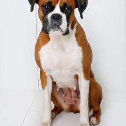Boxer All Grown Up from Hawk Creek Boxers
