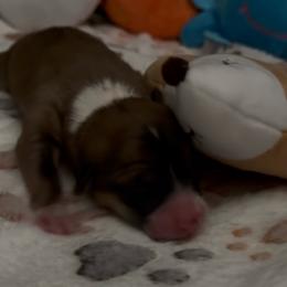 AKC Red.Sable 3 Brown - Sable male Pembroke Welsh Corgi puppy in Summerfield, Florida from Promise Land Farm