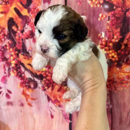 Sailor - Gold and white male Shihpoo puppy in Murphy, North Carolina from Christina’s Puppy Utopia