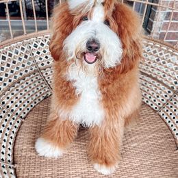 Presley - Goldendoodle