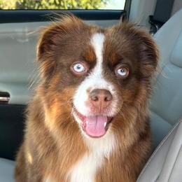 Brownie - Toy Australian Shepherd