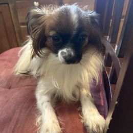 Ava - Papillon
